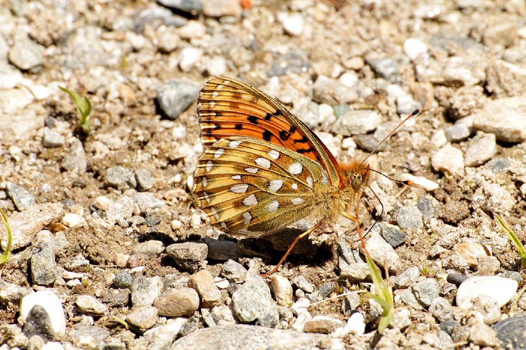 Argynnis adippe?